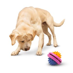 Juguete para perro en forma de GRANADA con puntas estimulantes rígidas. | VIDA DE PERRO