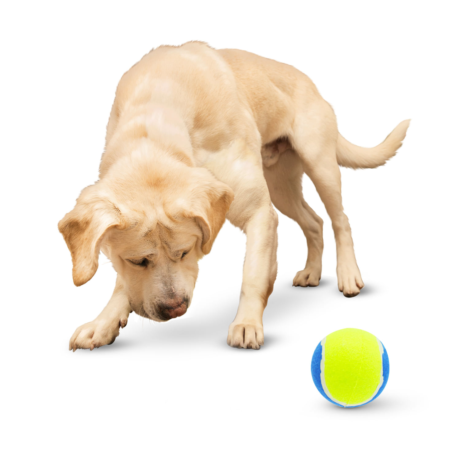 Juguete para perro tipo PELOTA DE TENIS de 4 pulgadas. - DIGGERS